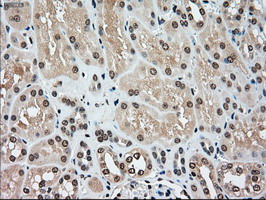 MAP2K4 / MKK4 Antibody - IHC of paraffin-embedded Kidney tissue using anti-MAP2K4 mouse monoclonal antibody. (Dilution 1:50).