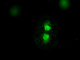 MAP2K4 / MKK4 Antibody - Anti-MAP2K4 mouse monoclonal antibody  immunofluorescent staining of COS7 cells transiently transfected by pCMV6-ENTRY MAP2K4.