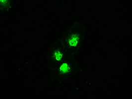 MAP2K4 / MKK4 Antibody - Anti-MAP2K4 mouse monoclonal antibody  immunofluorescent staining of COS7 cells transiently transfected by pCMV6-ENTRY MAP2K4.