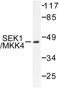 MAP2K4 / MKK4 Antibody - Western blot of SEK1/MKK4 (E74) pAb in extracts from NIH/3T3 cells.