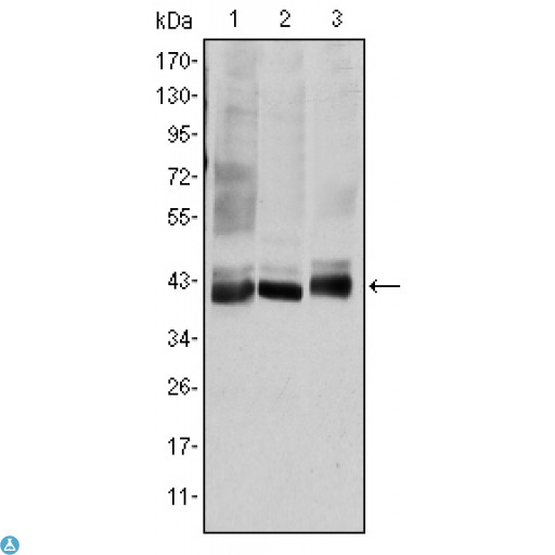 MAP2K4 / MKK4 Antibody - Western Blot (WB) analysis using MEK-4 Monoclonal Antibody against HepG2 (1), K562 (2), and HEK293 (3) cell lysate.