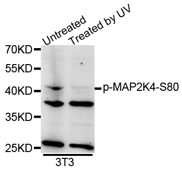 MAP2K4 / MKK4 Antibody - Western blot analysis of extracts of NIH-3T3 cells.