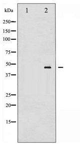 MAP2K4 / MKK4 Antibody - Western blot of SEK1/MKK4 phosphorylation expression in UV treated 293 whole cell lysates,The lane on the left is treated with the antigen-specific peptide.