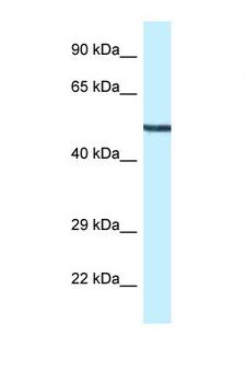 MAP2K5 / MEK5 Antibody - MAP2K5 / MEK5 antibody Western blot of Mouse Heart lysate. Antibody concentration 1 ug/ml.  This image was taken for the unconjugated form of this product. Other forms have not been tested.