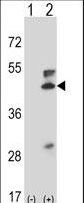 MAP2K5 / MEK5 Antibody - Western blot of Map2k5 (arrow) using rabbit polyclonal Mouse Map2k5 Antibody. 293 cell lysates (2 ug/lane) either nontransfected (Lane 1) or transiently transfected (Lane 2) with the Map2k5 gene.