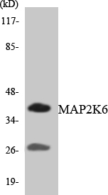 MAP2K6 / MEK6 / MKK6 Antibody - Western blot analysis of the lysates from HepG2 cells using MAP2K6 antibody.