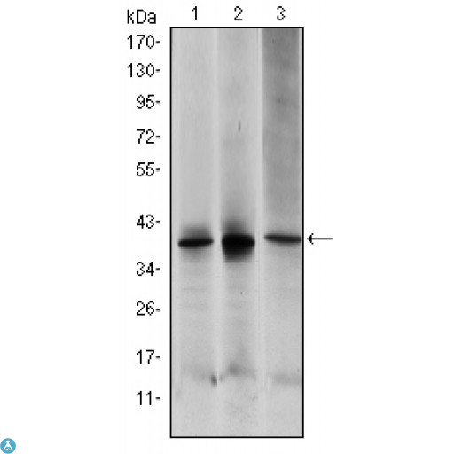 MAP2K6 / MEK6 / MKK6 Antibody - Western Blot (WB) analysis using MEK-6 Monoclonal Antibody against HepG2 (1), MCF-7 (2) and NIH/3T3 (3) cell lysate.