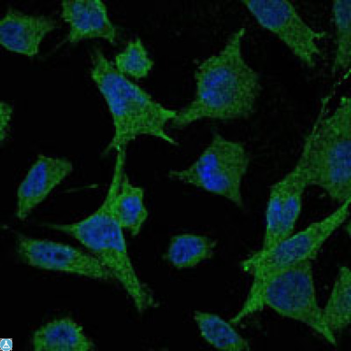 MAP2K6 / MEK6 / MKK6 Antibody - Immunofluorescence (IF) analysis of HeLa cells using MEK-6 Monoclonal Antibody (green). Blue: DRAQ5 fluorescent DNA dye.