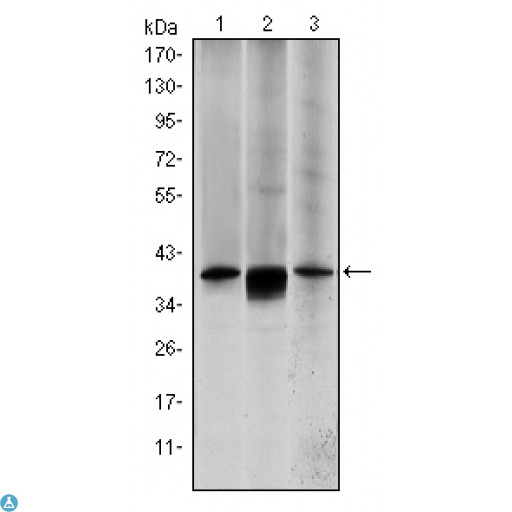 MAP2K6 / MEK6 / MKK6 Antibody - Western Blot (WB) analysis using MEK-6 Monoclonal Antibody against HepG2 (1), MCF-7 (2) and NIH/3T3 (3) cell lysate.