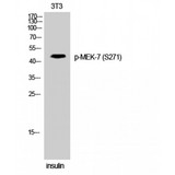 MAP2K7 / MEK7 Antibody - Western blot of Phospho-MEK-7 (S271) antibody