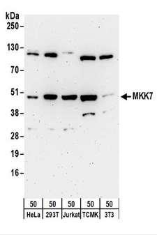 MAP2K7 / MEK7 Antibody - Detection of Human and Mouse MKK7 by Western Blot. Samples: Whole cell lysate (50 ug) from HeLa, 293T, Jurkat, mouse TCMK-1, and mouse NIH3T3 cells. Antibodies: Affinity purified rabbit anti-MKK7 antibody used for WB at 0.1 ug/ml. Detection: Chemiluminescence with an exposure time of 3 minutes.