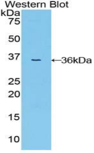 MAP2K7 / MEK7 Antibody - Western blot of recombinant MAP2K7 / MEK7.  This image was taken for the unconjugated form of this product. Other forms have not been tested.