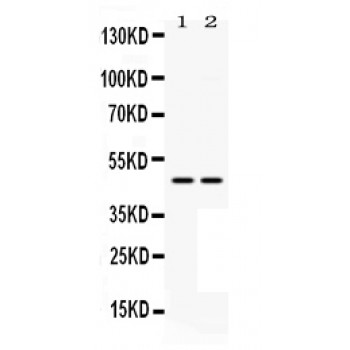 MAP2K7 / MEK7 Antibody - MEK7 antibody Western blot. All lanes: Anti MEK7 at 0.5 ug/ml. Lane 1: HELA Whole Cell Lysate at 40 ug. Lane 2: NIH3T3 Whole Cell Lysate at 40 ug. Predicted band size: 47 kD. Observed band size: 47 kD.
