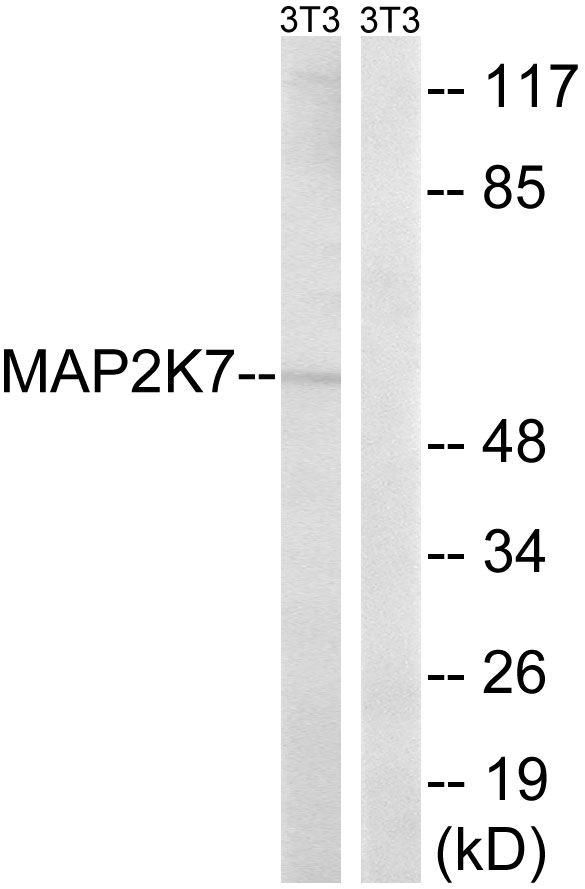 MAP2K7 / MEK7 Antibody - Western blot analysis of lysates from NIH/3T3 cells, using MAP2K7 Antibody. The lane on the right is blocked with the synthesized peptide.