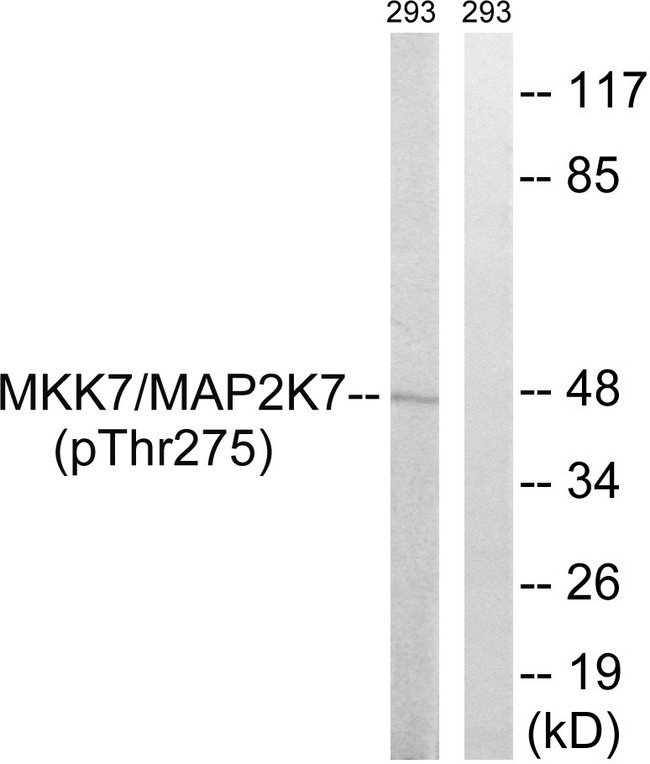 MAP2K7 / MEK7 Antibody - Western blot analysis of lysates from 293 cells treated with insulin 0.01U/ml 15', using MAP2K7 Antibody. The lane on the right is blocked with the synthesized peptide.