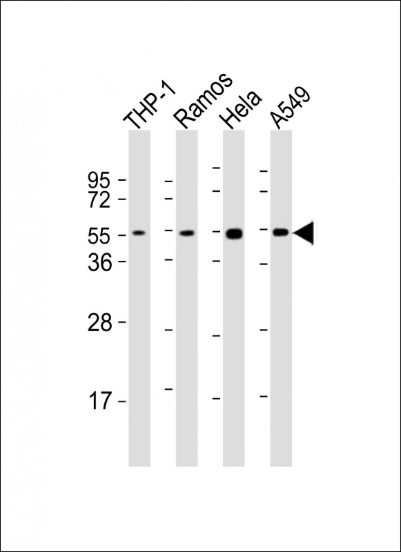 MAP2K7 / MEK7 Antibody - All lanes: Anti-MAP2K7 Antibody (C-Term) at 1:2000 dilution. Lane 1: THP-1 whole cell lysates. Lane 2: Ramos whole cell lysates. Lane 3: HeLa whole cell lysates. Lane 4: A549 whole cell lysates Lysates/proteins at 20 ug per lane. Secondary Goat Anti-Rabbit IgG, (H+L), Peroxidase conjugated at 1:10000 dilution. Predicted band size: 47 kDa. Blocking/Dilution buffer: 5% NFDM/TBST.
