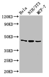 MAP2K7 / MEK7 Antibody - Western Blot Positive WB detected in: Hela whole cell lysate, NIH/3T3 whole cell lysate, MCF-7 whole cell lysate All lanes: MAP2K7 antibody at 2.7µg/ml Secondary Goat polyclonal to rabbit IgG at 1/50000 dilution Predicted band size: 48, 52, 50, 49 kDa Observed band size: 48 kDa