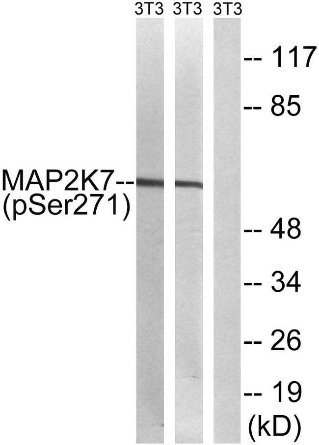MAP2K7 / MEK7 Antibody - Western blot analysis of lysates from NIH/3T3 cells treated with insulin 0.01U/ml 15' and NIH/3T3 cells treated with EGF 200ng/ml 30', using MAP2K7 (Phospho-Ser271) Antibody. The lane on the right is blocked with the phospho peptide.