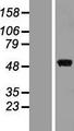 MAP2K7 / MEK7 Protein - Western validation with an anti-DDK antibody * L: Control HEK293 lysate R: Over-expression lysate