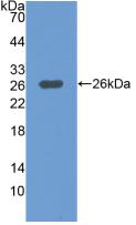 MAP3K1 / MEKK1 Antibody - Western Blot; Sample: Recombinant MAP3K1, Human.