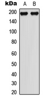 MAP3K1 / MEKK1 Antibody - Western blot analysis of MEKK1 (pT1402) expression in HeLa (A); NIH3T3 (B) whole cell lysates.