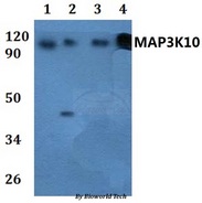 MAP3K10 / MLK2 Antibody - Western blot of MAP3K10 antibody at 1:500 dilution. Lane 1: HEK293T whole cell lysate.