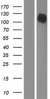 MAP3K10 / MLK2 Protein - Western validation with an anti-DDK antibody * L: Control HEK293 lysate R: Over-expression lysate