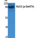 MAP3K11 / MLK3 Antibody - Western blot of Phospho-MLK3 (S674) antibody