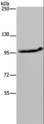 MAP3K11 / MLK3 Antibody - Western blot analysis of LO2 cell, using MAP3K11 Polyclonal Antibody at dilution of 1:400.
