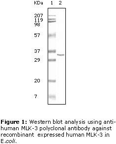MAP3K11 / MLK3 Antibody