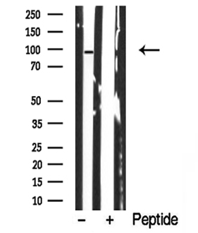 MAP3K11 / MLK3 Antibody - Western blot analysis of MLK3 in lysates of NIH 3T3 cells using MLK3 antibody.