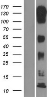 MAP3K11 / MLK3 Protein - Western validation with an anti-DDK antibody * L: Control HEK293 lysate R: Over-expression lysate