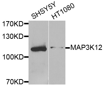 MAP3K12 Antibody - Western blot analysis of extracts of various cells.