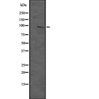 MAP3K12 Antibody - Western blot analysis of MAP3K12 expression in HEK293 cells. The lane on the left is treated with the antigen-specific peptide.