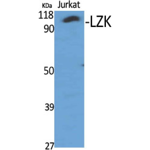 MAP3K13 / LZK Antibody - Western blot of LZK antibody