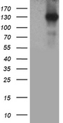 MAP3K13 / LZK Antibody - HEK293T cells were transfected with the pCMV6-ENTRY control. (Left lane) or pCMV6-ENTRY MAP3K13. (Right lane) cDNA for 48 hrs and lysed