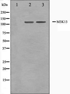 MAP3K13 / LZK Antibody - Western blot analysis on 293 cells and HepG2 cell lysates using M3K13 antibody. The lane on the left is treated with the antigen-specific peptide.