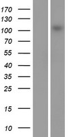 MAP3K13 / LZK Protein - Western validation with an anti-DDK antibody * L: Control HEK293 lysate R: Over-expression lysate