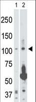 MAP3K14 Antibody - The anti-NIK antibody is used in Western blot to detect NIK in 293 cell lysate (Lane 1) and rat testis tissue lysate (Lane 2).