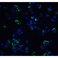 MAP3K14 Antibody - Immunofluorescence of NIK in Hek293 cells with NIK antibody at 20 µg/mL.Green: NIK Antibody  Blue: DAPI staining