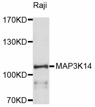 MAP3K14 Antibody - Western blot analysis of extracts of Raji cells, using MAP3K14 antibody at 1:1000 dilution. The secondary antibody used was an HRP Goat Anti-Rabbit IgG (H+L) at 1:10000 dilution. Lysates were loaded 25ug per lane and 3% nonfat dry milk in TBST was used for blocking. An ECL Kit was used for detection and the exposure time was 60s.