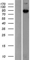 MAP3K15 / ASK3 Protein - Western validation with an anti-DDK antibody * L: Control HEK293 lysate R: Over-expression lysate