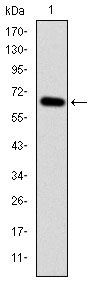 MAP3K2 / MEKK2 Antibody - Western blot using MAP3K2 monoclonal antibody against human MAP3K2 (AA: 148-359) recombinant protein. (Expected MW is 49.2 kDa)