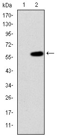 MAP3K2 / MEKK2 Antibody - Western blot using MAP3K2 monoclonal antibody against HEK293 (1) and MAP3K2(AA: 148-359)--hIgGFc transfected HEK293 (2) cell lysate.