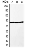 MAP3K2 / MEKK2 Antibody - Western blot analysis of MEKK2 expression in A549 (A); Raw264.7 (B); H9C2 (C) whole cell lysates.