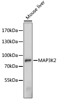 MAP3K2 / MEKK2 Antibody - Western blot analysis of extracts of mouse liver, using MAP3K2 antibody at 1:1000 dilution. The secondary antibody used was an HRP Goat Anti-Rabbit IgG (H+L) at 1:10000 dilution. Lysates were loaded 25ug per lane and 3% nonfat dry milk in TBST was used for blocking. An ECL Kit was used for detection and the exposure time was 90s.