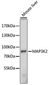 MAP3K2 / MEKK2 Antibody - Western blot analysis of extracts of mouse liver, using MAP3K2 antibody at 1:1000 dilution. The secondary antibody used was an HRP Goat Anti-Rabbit IgG (H+L) at 1:10000 dilution. Lysates were loaded 25ug per lane and 3% nonfat dry milk in TBST was used for blocking. An ECL Kit was used for detection and the exposure time was 90s.