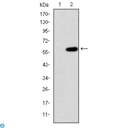 MAP3K2 / MEKK2 Antibody - Western Blot (WB) analysis using MEK Kinase-2 Monoclonal Antibody against HEK293 (1) and MAP3K2-hIgGFc transfected HEK293 (2) cell lysate.