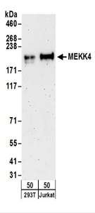 MAP3K4 / MEKK4 Antibody - Detection of Human MEKK4 by Western Blot. Samples: Whole cell lysate (50 ug) from 293T and Jurkat cells. Antibodies: Affinity purified rabbit anti-MEKK4 antibody used for WB at 0.1 ug/ml. Detection: Chemiluminescence with an exposure time of 3 minutes.