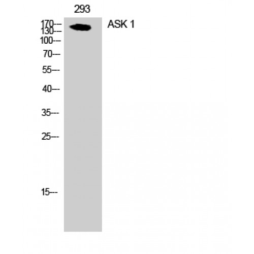 MAP3K5 / ASK1 Antibody - Western blot of ASK 1 antibody